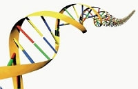 デオキシリボ抗酸(DNA)
